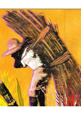 CICLO DA CANA DE AÇUCAR